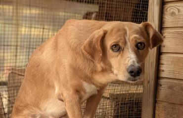 cane in adozione in Sardegna