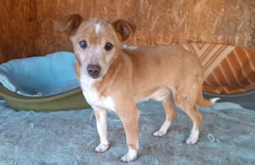 cane in adozione in sardegna