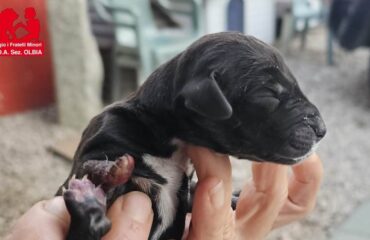 cuccioli abbandonati in Sardegna