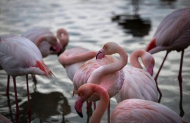 fenicotteri rosa