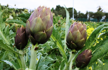 Un campo di carciofi