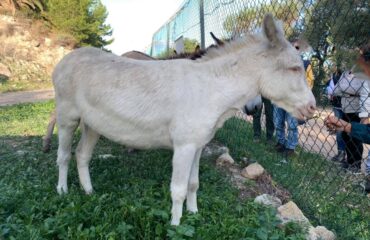 asinelli a cagliari