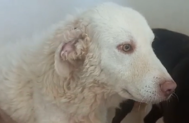 cane anziano in adozione