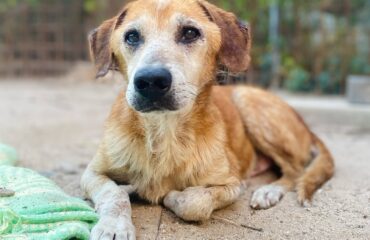 cane anziano in adozione in Sardegna