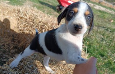 cuccioli in adozione in Sardegna