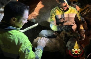 Il cane salvato dai Vigili del Fuoco