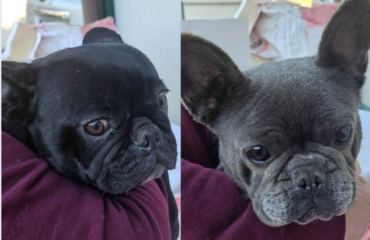 cagnoline razza french bulldog in adozione in sardegna