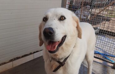 cane in adozione in sardegna