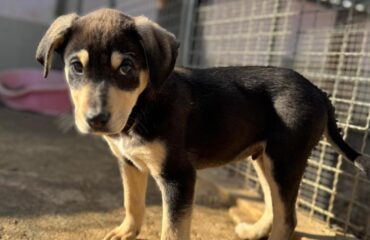 cane in adozione in sardegna