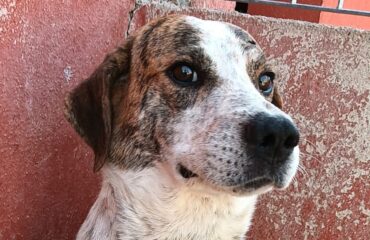 cane in adozione in sardegna