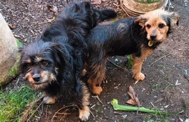 cani in adozione in sardegna