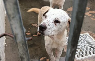 cane sardo che cerca casa