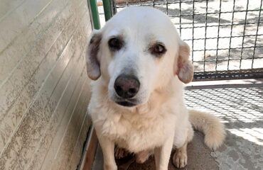 cane in adozione in sardegna