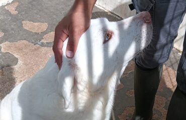 cane in adozione in sardegna