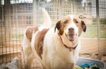 cane in adozione in sardegna