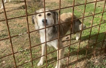 cane sardo in cerca di casa