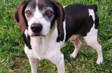 cane in adozione in Sardegna