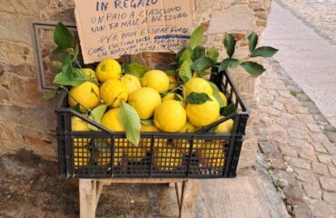 limoni in regalo a sinnai