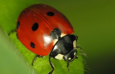 Una coccinella (foto Wikipedia)