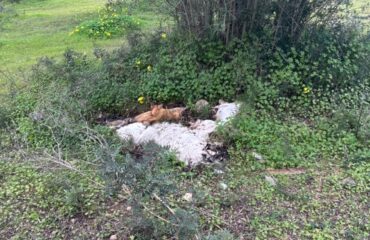 cani uccisi a dolianova