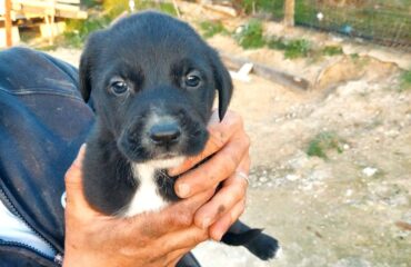 cuccioli in cerca di casa