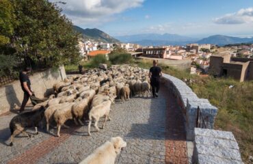 Pastori in Sardegna