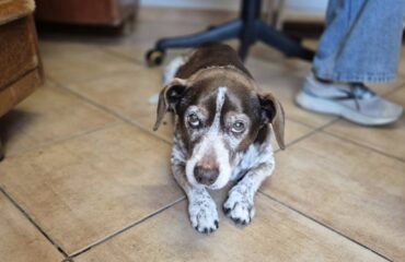 cane in cerca di casa