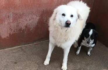 cane in cerca di casa