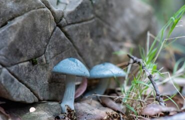 Fungo azzurro trovato in Sardegna