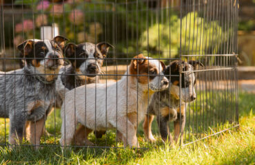 canile cuccioli cani