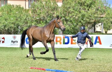 cavallo più bello della Sardegna