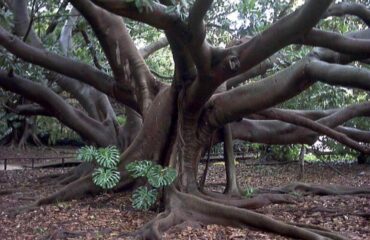 orto botanico cagliari