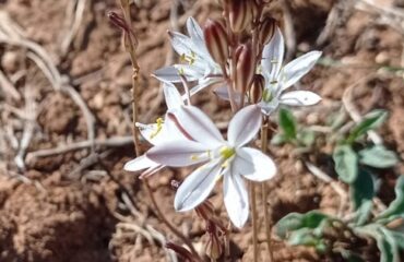 urginea-fugax