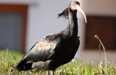 ibis eremita