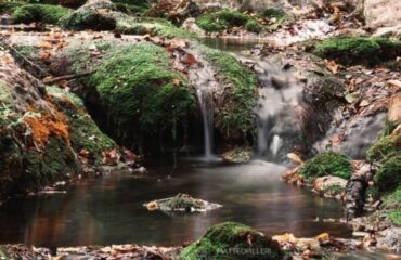 Bosco-di-Niala