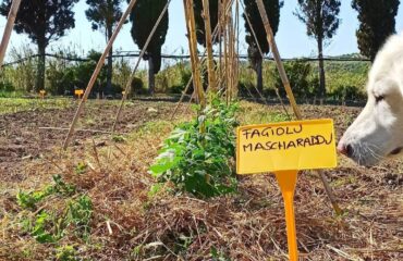 azienda agricola sarda Agreste